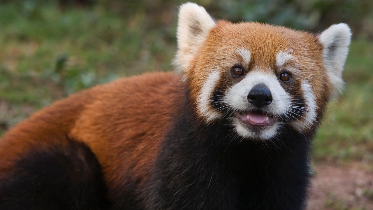 レッサーパンダ, ヒマラヤ山脈