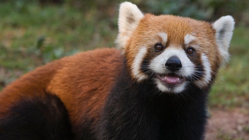 別の進化を遂げたパンダ