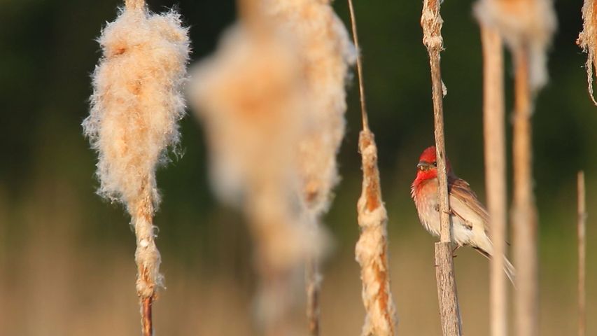 鳥, 動物