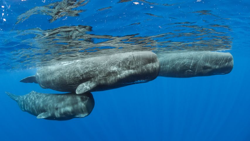 マッコウクジラ, ドミニカ国