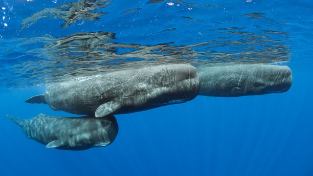 マッコウクジラ, ドミニカ国