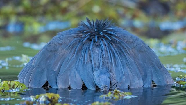 チョベ国立公園 , ボツワナ