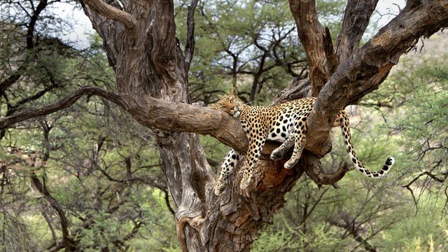 「ヒョウの居眠り」ナミビア