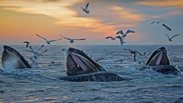 「マサチューセッツ州沖のザトウクジラ」米国