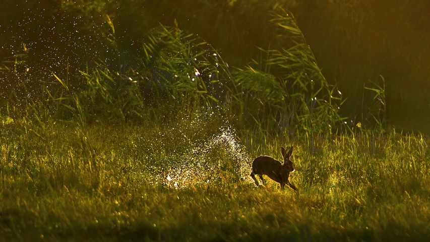湿原を駆けるヤブノウサギ, オランダ