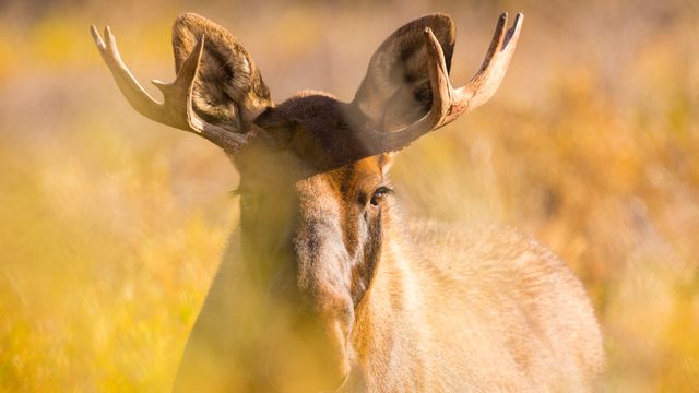 若いオスのヘラジカ, 米国 アラスカ州