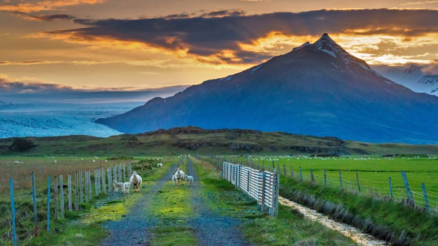 青い山と羊たち, アイスランド