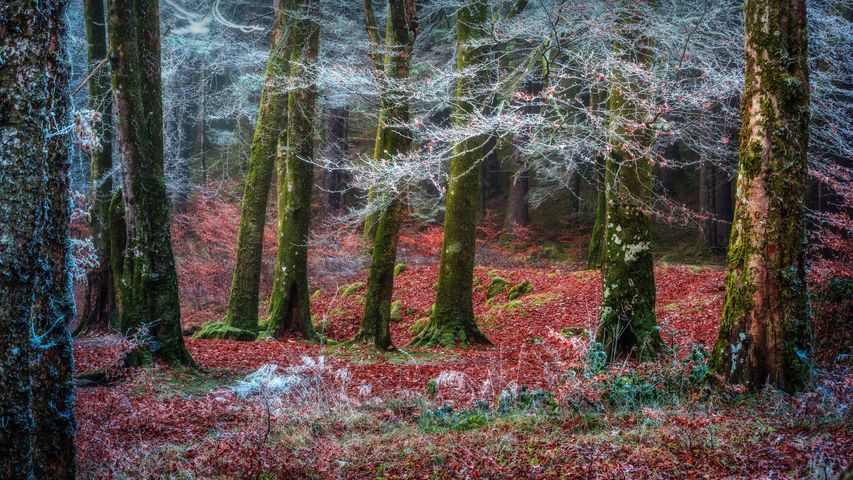 インヴァーガリーの森, イギリス スコットランド