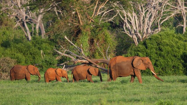 ツァボイースト国立公園のアフリカゾウ, ケニア