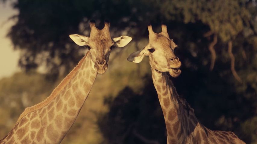 キリン, 屋外, 動物, 木, 哺乳動物, 鹿, 立ったまま