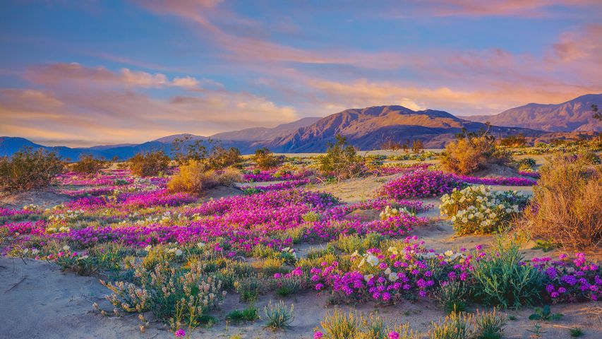 アンザ・ボレゴ砂漠州立公園, 米国 カリフォルニア州