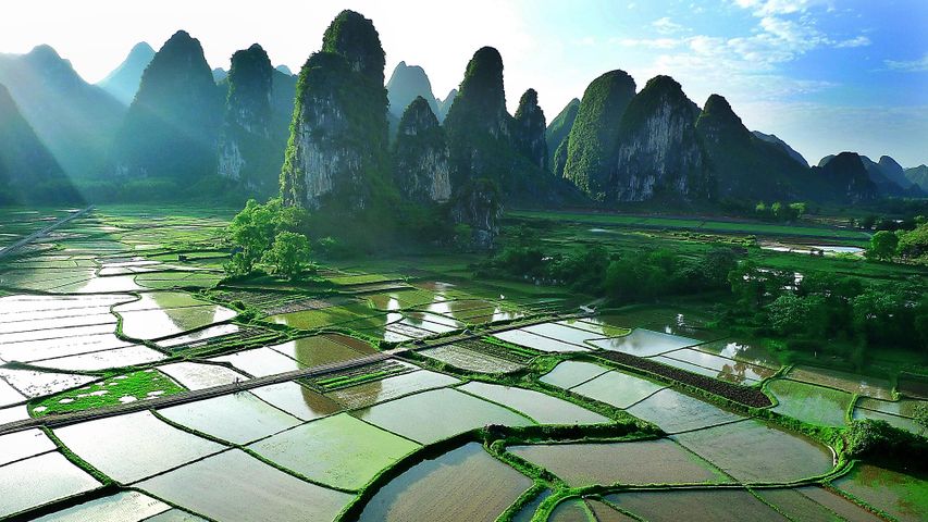 柱と水田