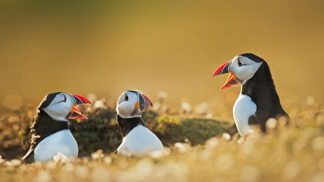 ニシツノメドリ, ウェールズ