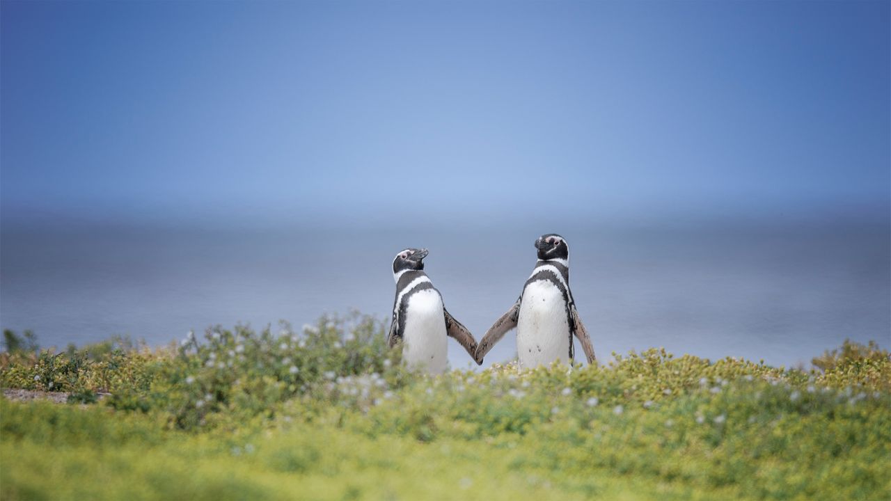 マゼランペンギンのペア, イギリス