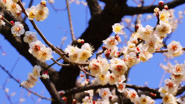 春の訪れを告げる梅の花, 茨城県 水戸市