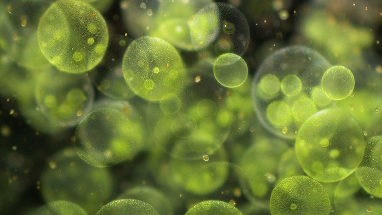 ｢ボルボックス｣