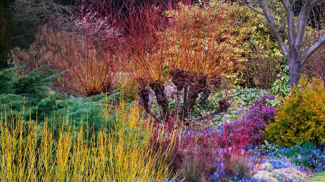 ｢ケンブリッジ大学付属植物園｣イギリス, ケンブリッジ
