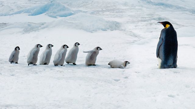 「コウテイペンギンの学校」南極, スノー・ヒル島