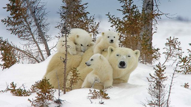 「ホッキョクグマの親子」カナダ, マニトバ