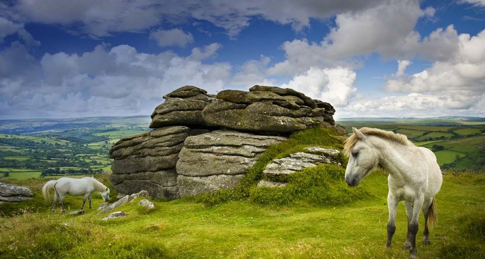 ｢ポニーの放牧｣イギリス, ダートムーア - Adam Burton/Photolibrary ©