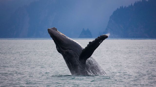 「ザトウクジラのブリーチ」アメリカ, アラスカ