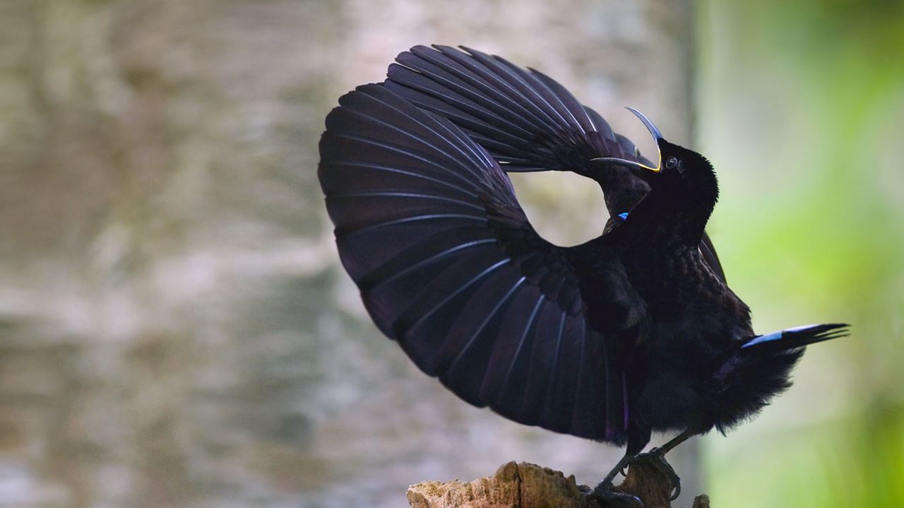 ｢コウロコフウチョウ｣オーストラリア, クィーンズランド