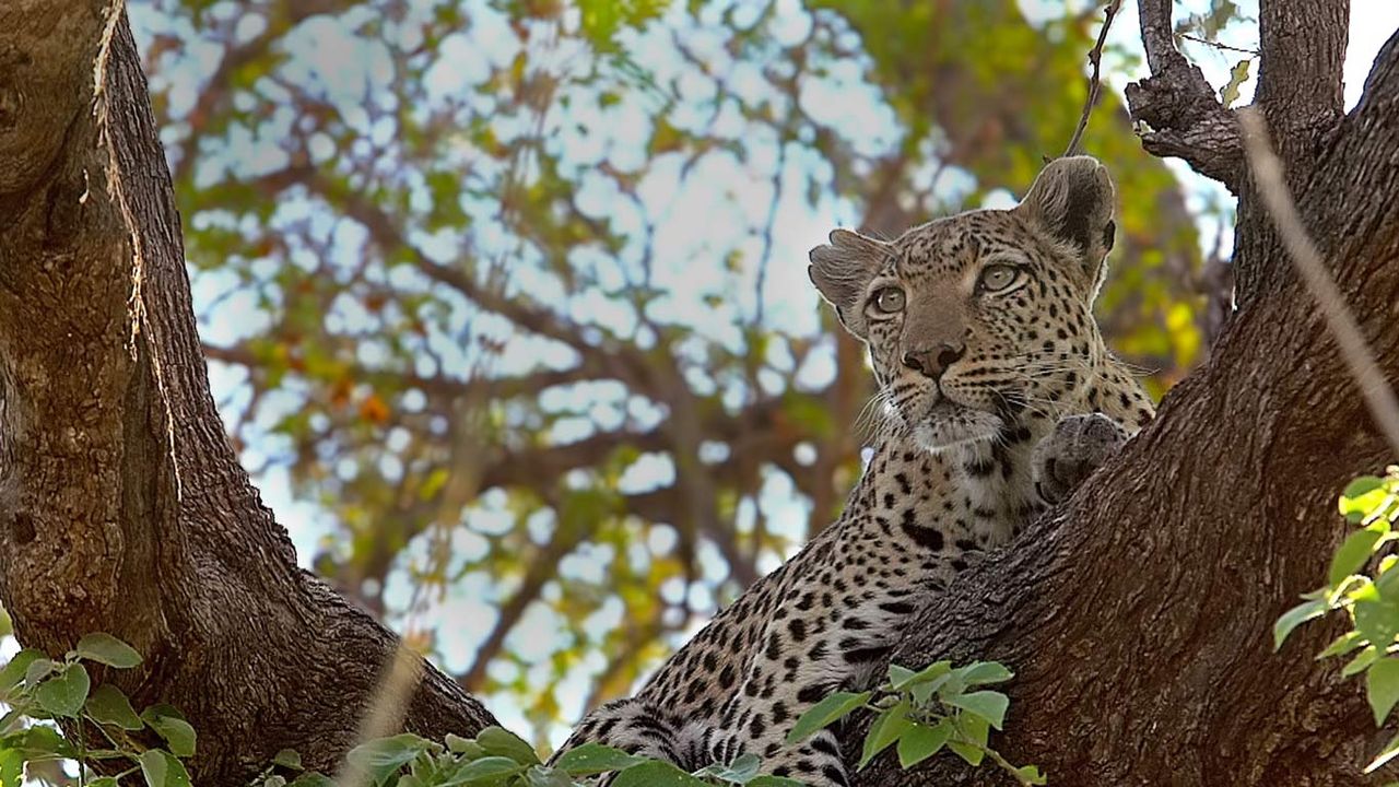 ｢木の上のヒョウ｣ボツワナ, モレミ野生動物保護区