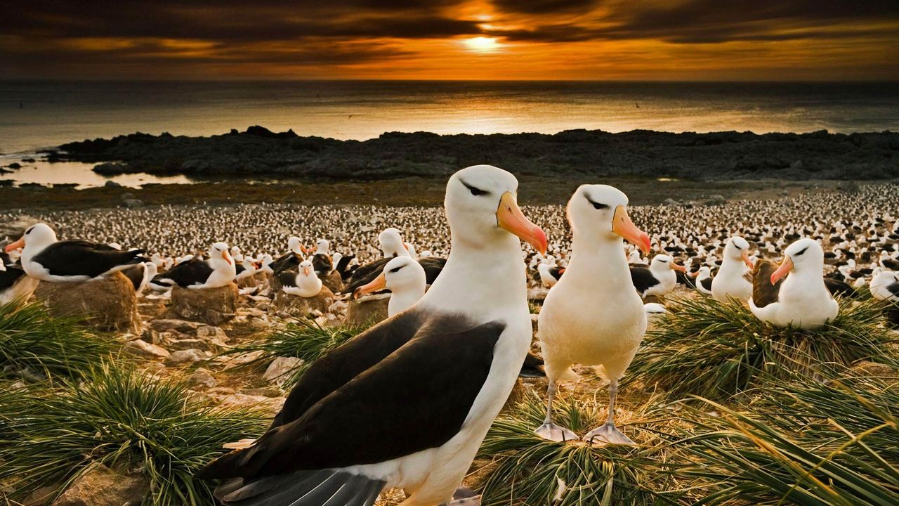 ｢マユグロアホウドリ｣イギリス領, フォークランド諸島