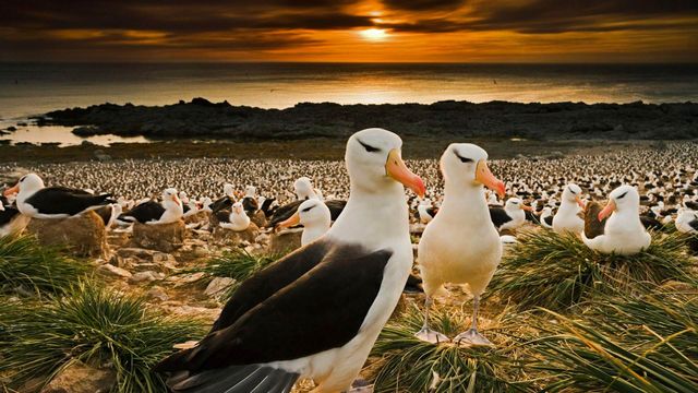 「マユグロアホウドリ」イギリス領, フォークランド諸島