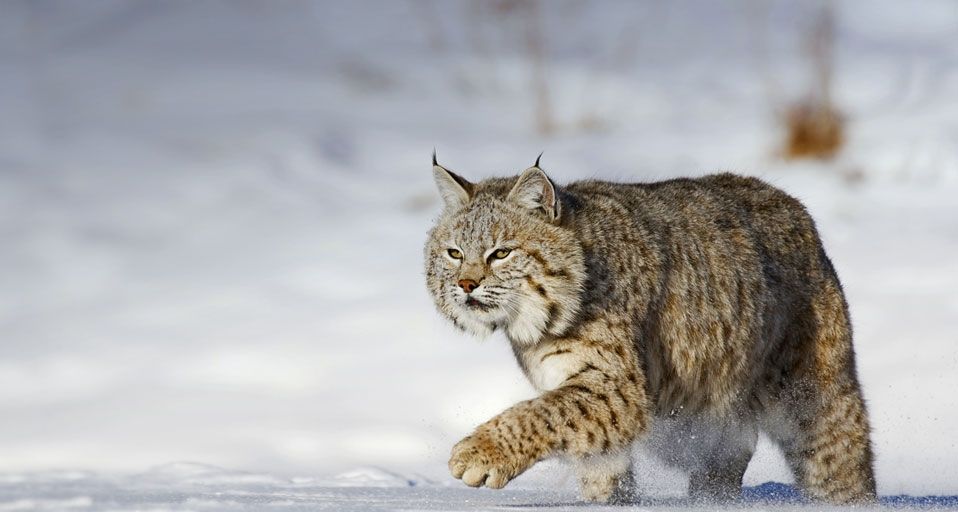 ｢雪の中のボブキャット｣アメリカ, モンタナ州