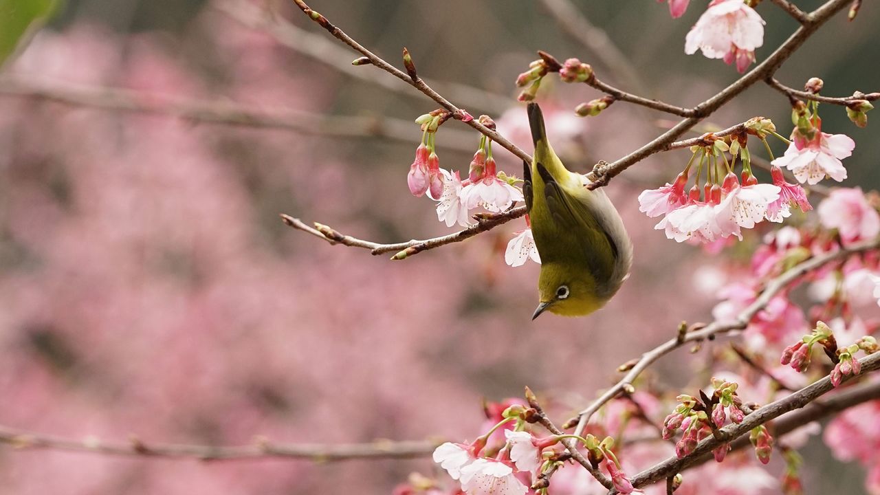 ｢桜とメジロ｣ 