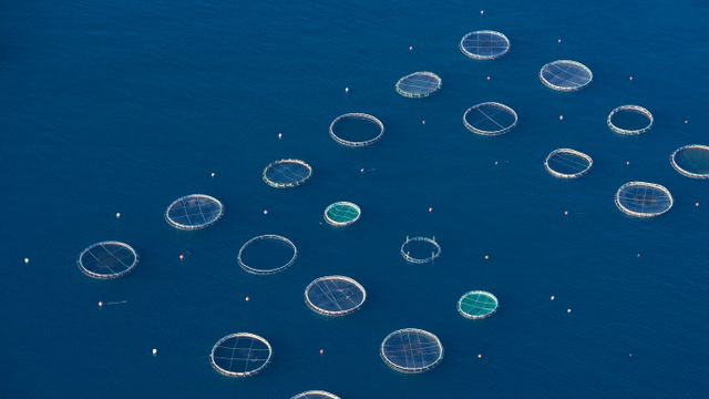 「地中海の養殖場」フランス, コルス=デュ=シュド県