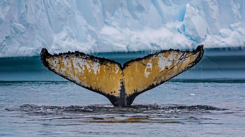 ｢ザトウクジラの尾びれ｣南極, シェルヴァ・コヴ 