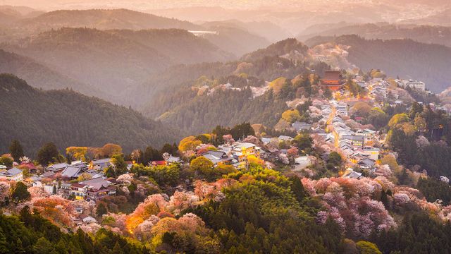 「吉野の桜」奈良, 吉野山