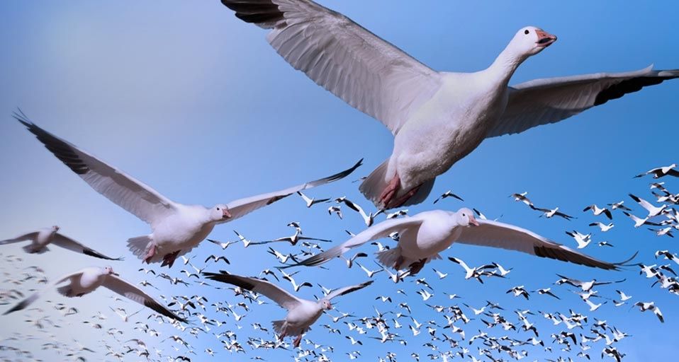 ｢ハクガンの群れ｣アメリカ, ニューメキシコ, ボスケ・デル・アパッチ野生動物保護区