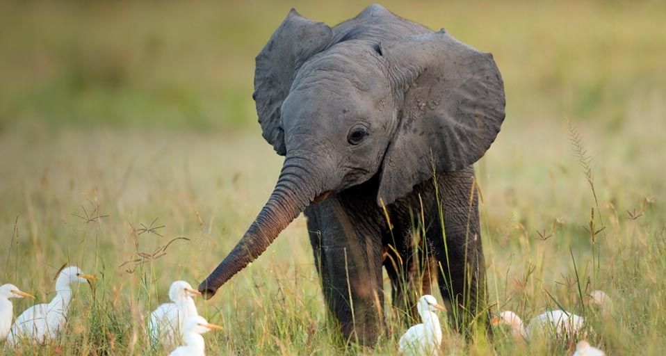 ｢アマサギと子ゾウ｣