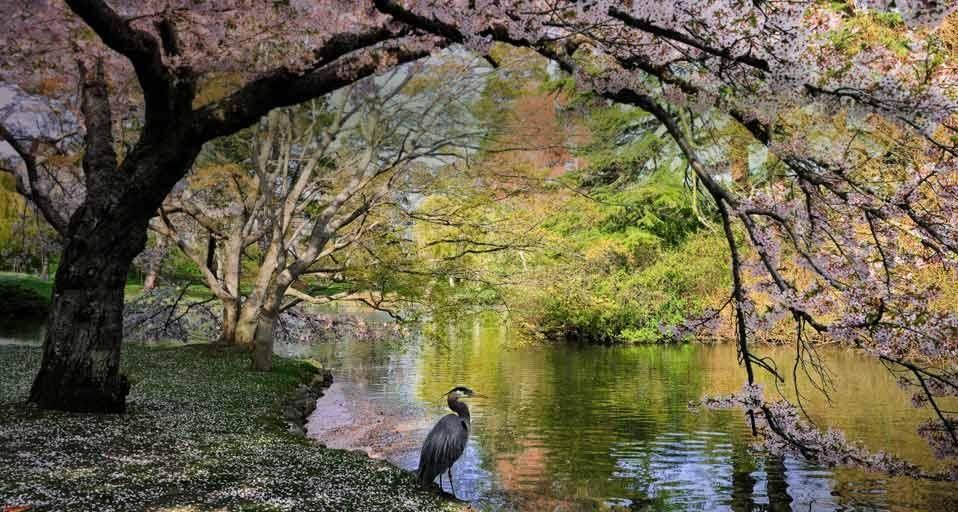｢桜とオオアオサギ｣カナダ, ブリティッシュコロンビア州