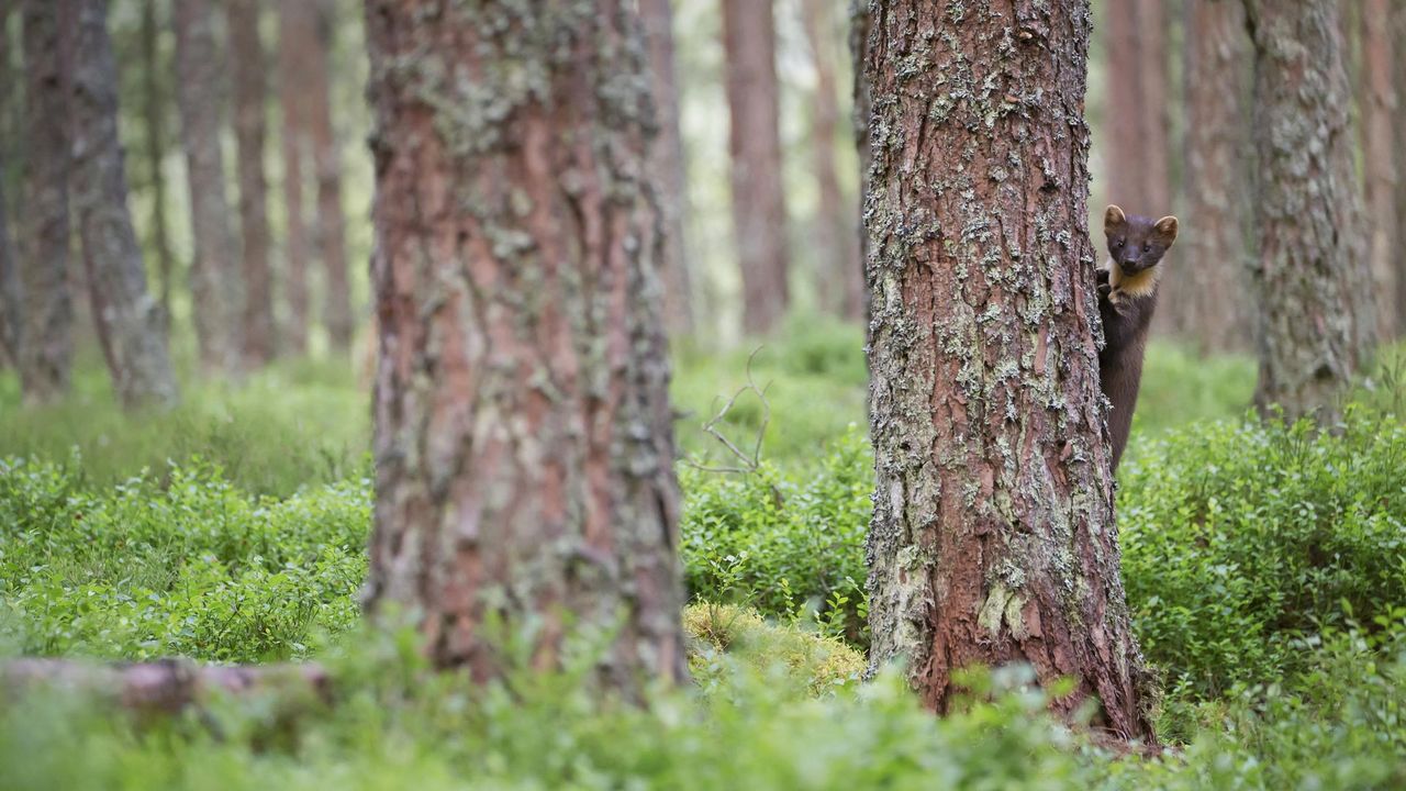 ｢木陰から覗くマツテン｣イギリス, スコットランド