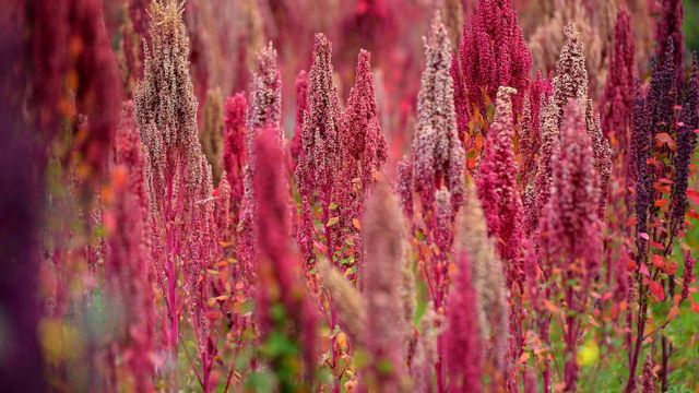 ｢キヌアの花｣ペルー 