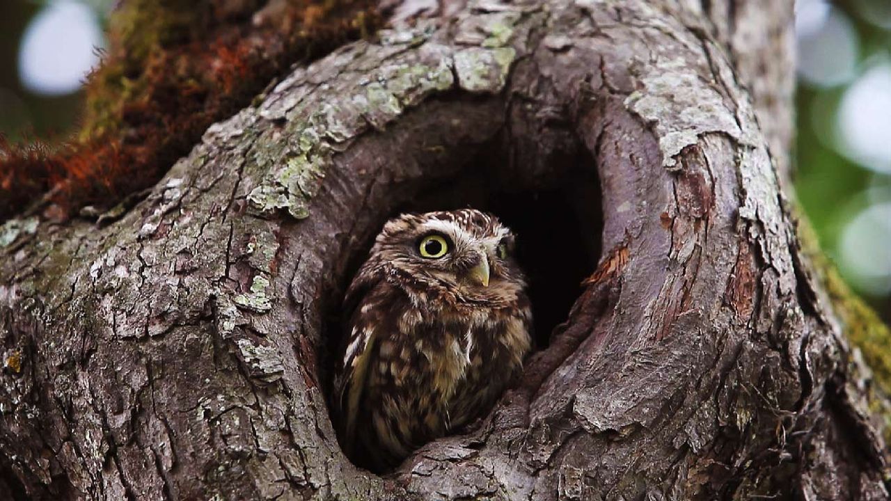 ｢コキンメフクロウ｣フランス, バス＝ノルマンディー地域圏