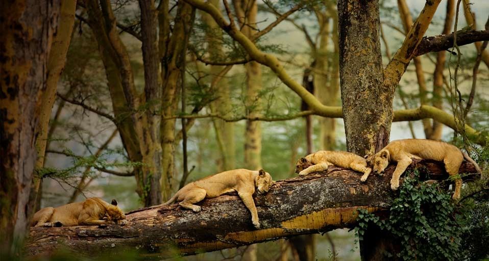 ｢居眠りライオン｣