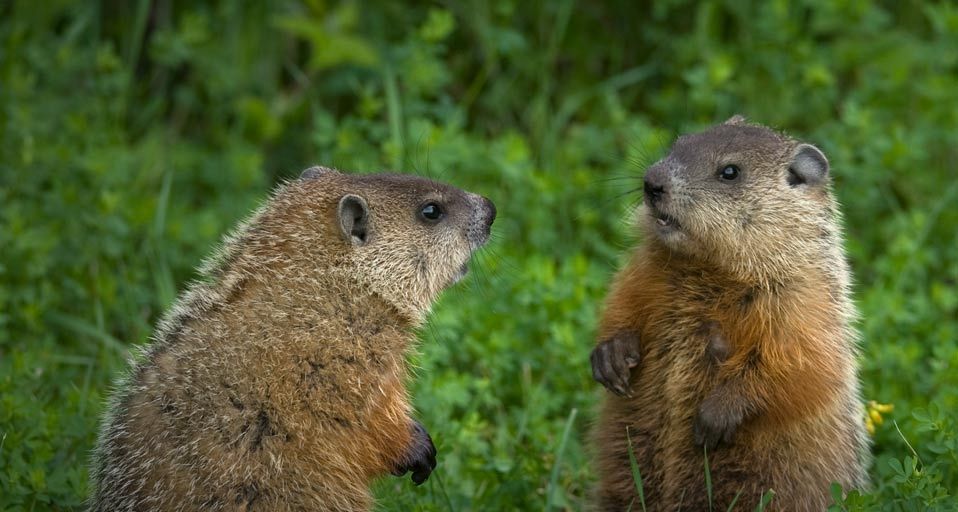 ｢ジリスの兄弟｣カナダ, オンタリオ