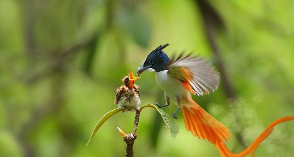 ｢カワリサンコウチョウ｣