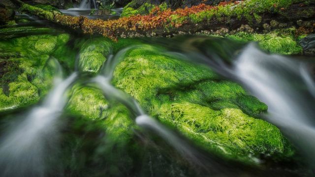「グアイ・ハアナス国立公園の清流」カナダ, ブリティッシュコロンビア州