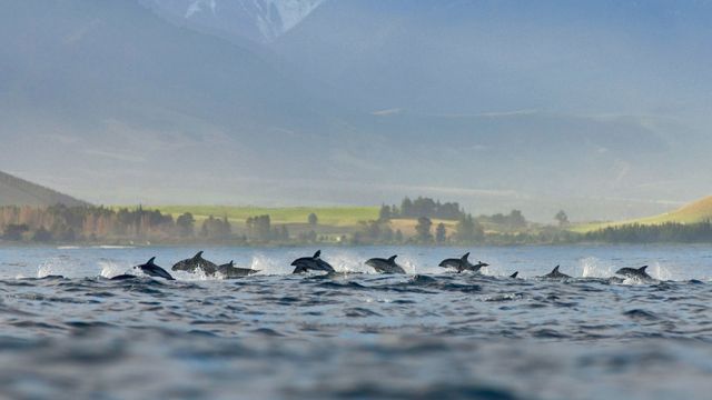 「ハラジロカマイルカの群れ」ニュージーランド, カイコウラ