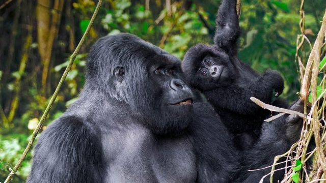 ｢ゴリラの父子｣ルワンダ, ヴォルカン国立公園