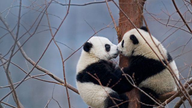 「仲良し仔パンダ」中国, 四川省