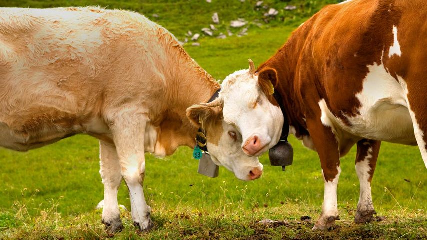 ｢仲良し乳牛｣スイス, トゥールガウ州