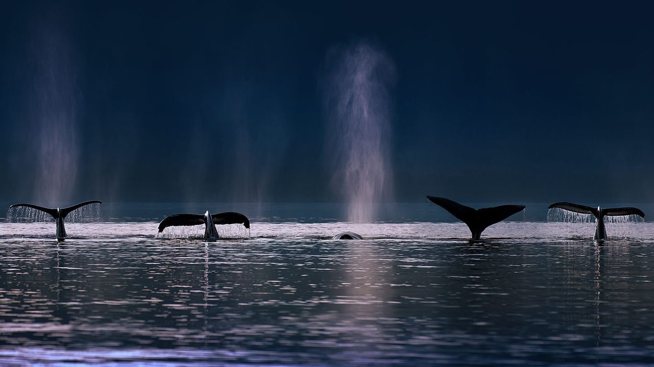 ｢ザトウクジラ｣アメリカ, アラスカ