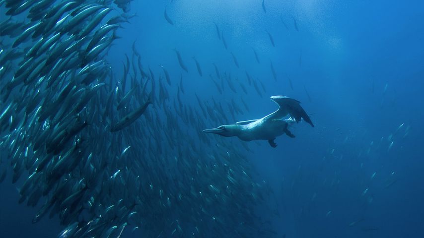 ｢カツオドリの飛び込み潜水｣南アフリカ,  東ケープ州